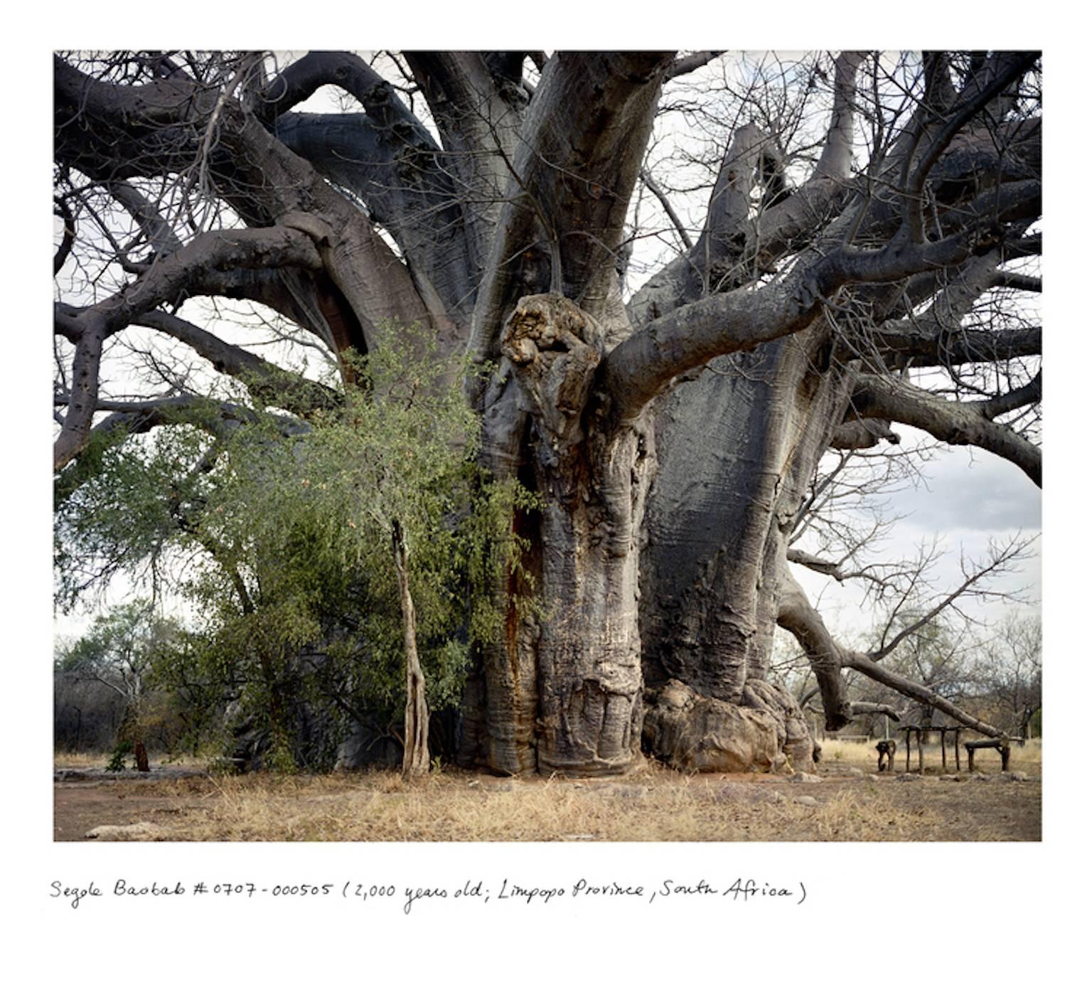 Rachel Sussman Landscape Photograph - Segole Baobab #0707-000505 (2, 000 years old; Limpopo Province, South Africa)