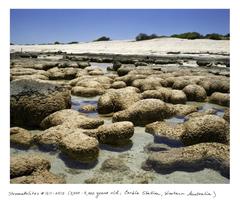 Stromatolites #1211-0512 (2000 - 300 years old, Carble Sttion, Western Australia