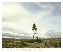 Spruce Gran Picea #0909-11A07 (9, 550 years old; Dalarna, Sweden)