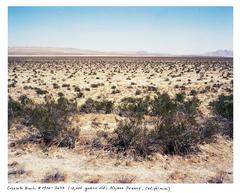 Creosote Bush # 0906-3632 (12,000 years old, Mojave Desert, California)