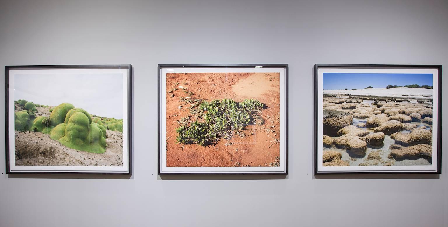 Rachel Sussman is a Contemporary artist based in Brooklyn, NY. For nearly a decade, she's been developing the critically acclaimed project “The Oldest Living Things in the World,” for which she researches, works with biologists, and travels all over