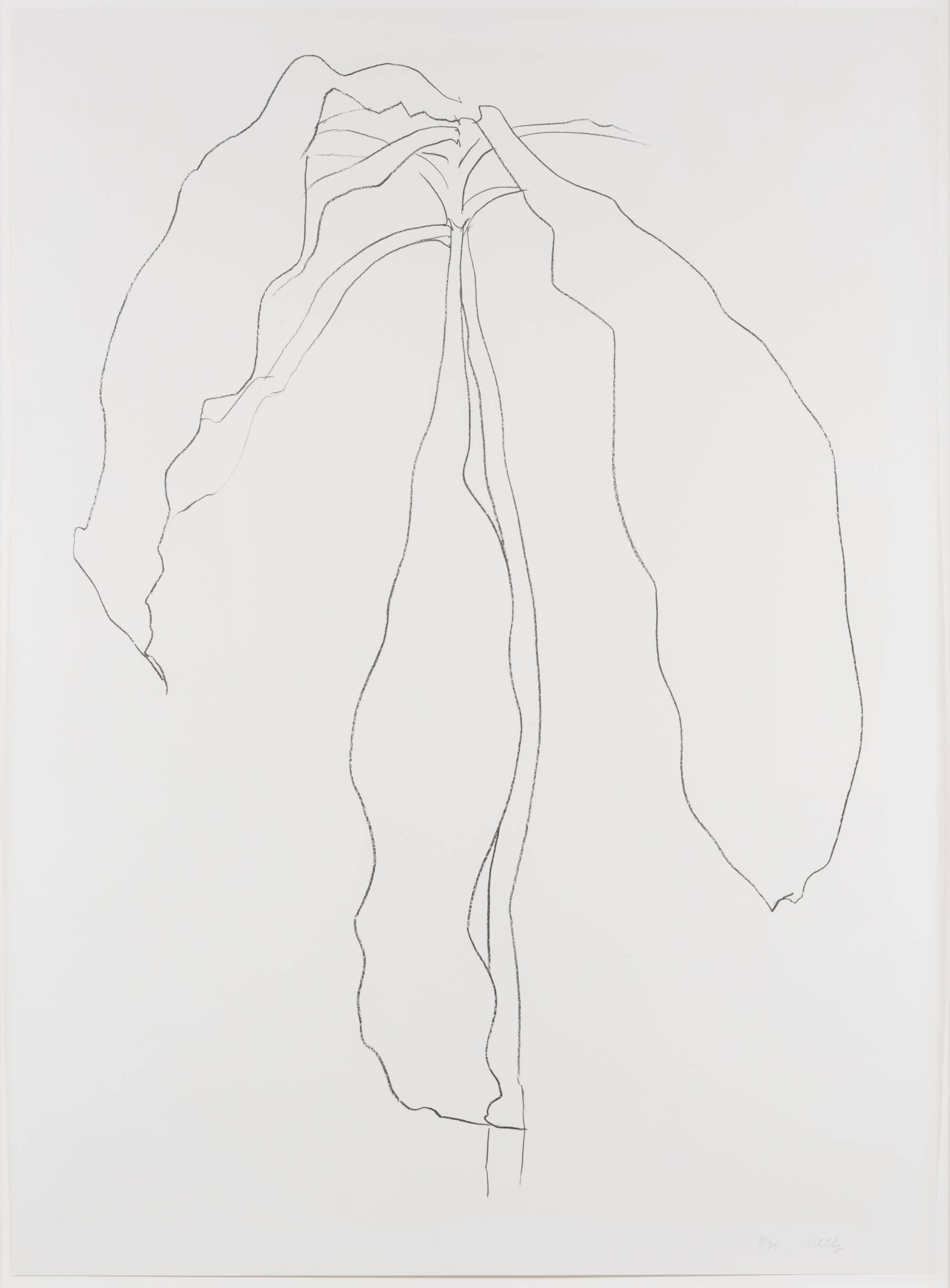 Ellsworth Kelly Still-Life Print - Dracena II, from Series of Plant and Flower Lithographs