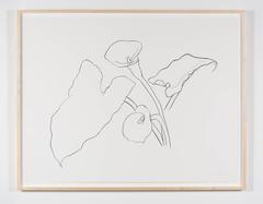 Calla Lily I, From the Series of Plant and Flower Lithographs