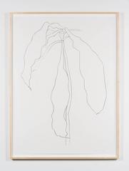 Dracena II, from Series of Plant and Flower Lithographs