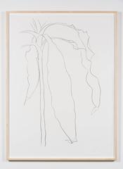 Dracena I, from Series of Plant and Flower Lithographs