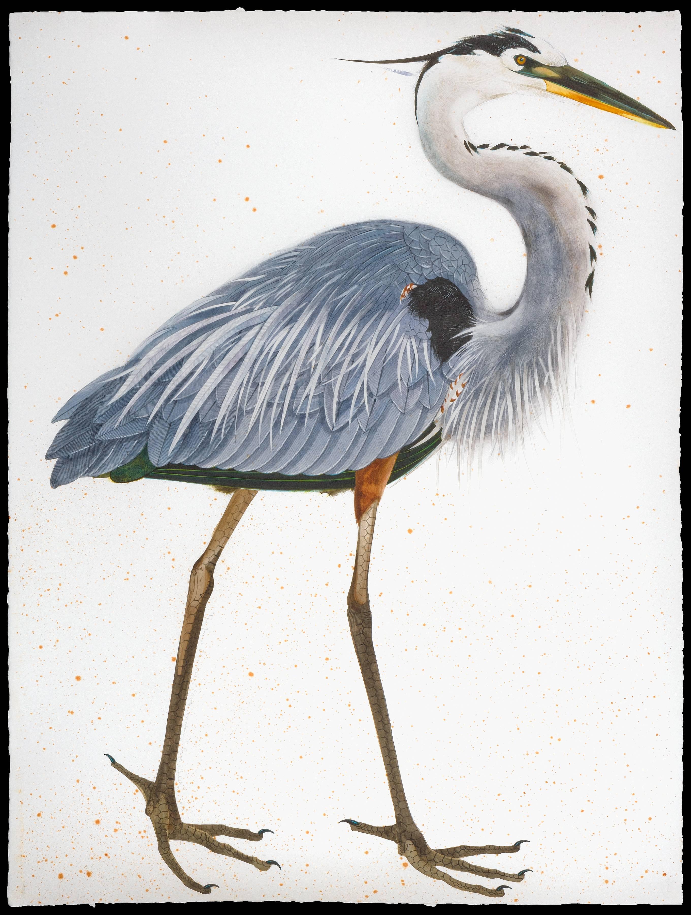 Scott Kelley Animal Art - Great Blue Heron, facing right