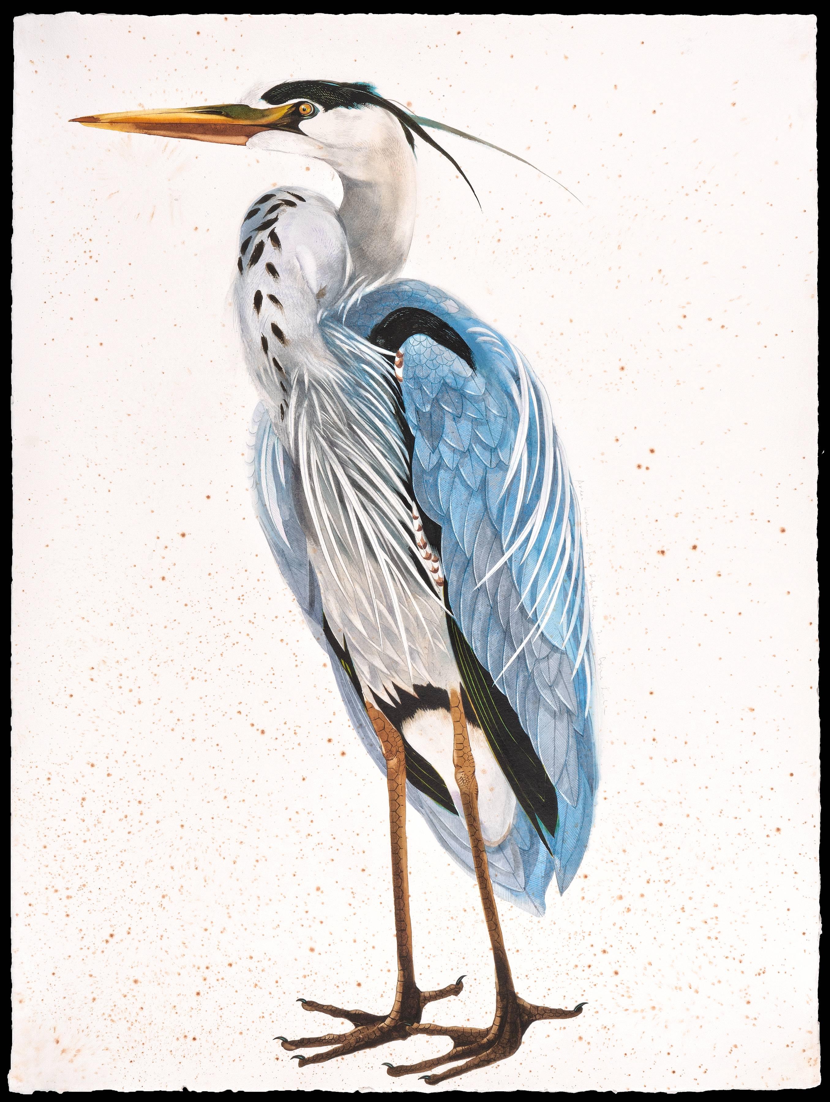 Scott Kelley Animal Art - Great Blue Heron, facing left