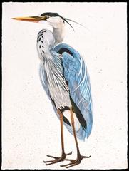 Great Blue Heron, facing left