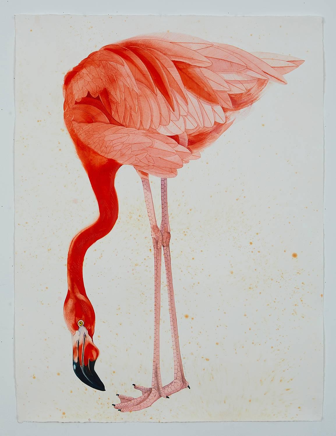 Scott Kelley Animal Art - American Flamingo, facing down