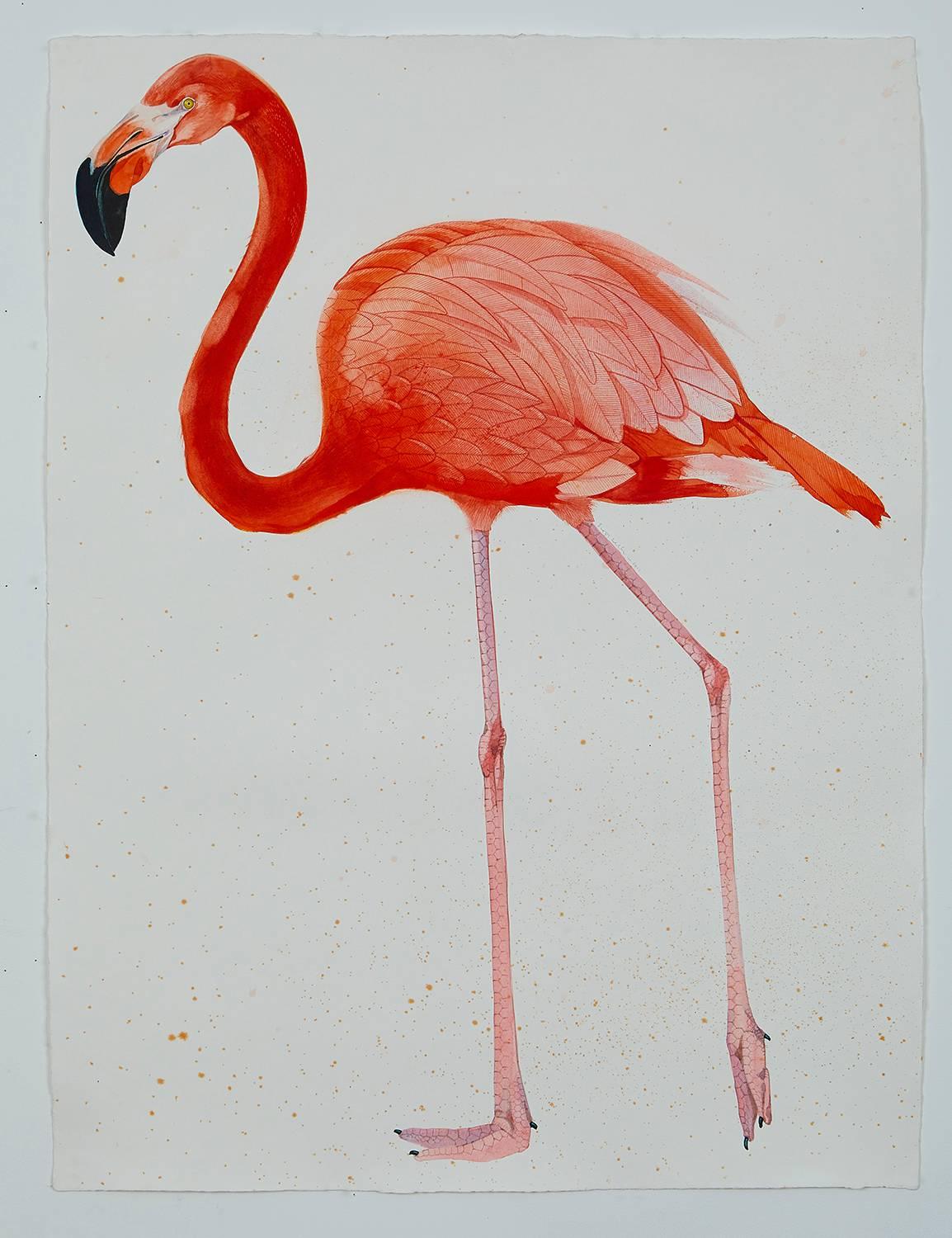 Scott Kelley Animal Art - American Flamingo, facing left
