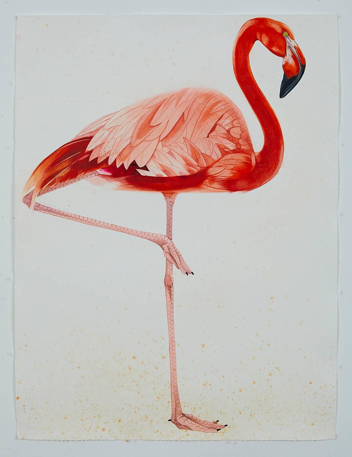 Scott Kelley Animal Art - American Flamingo, facing right