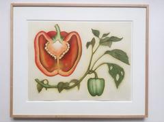 Pepper  (Red and Green)