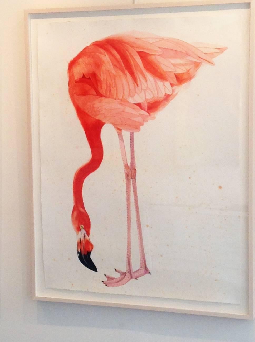 American Flamingo, facing down - Art by Scott Kelley
