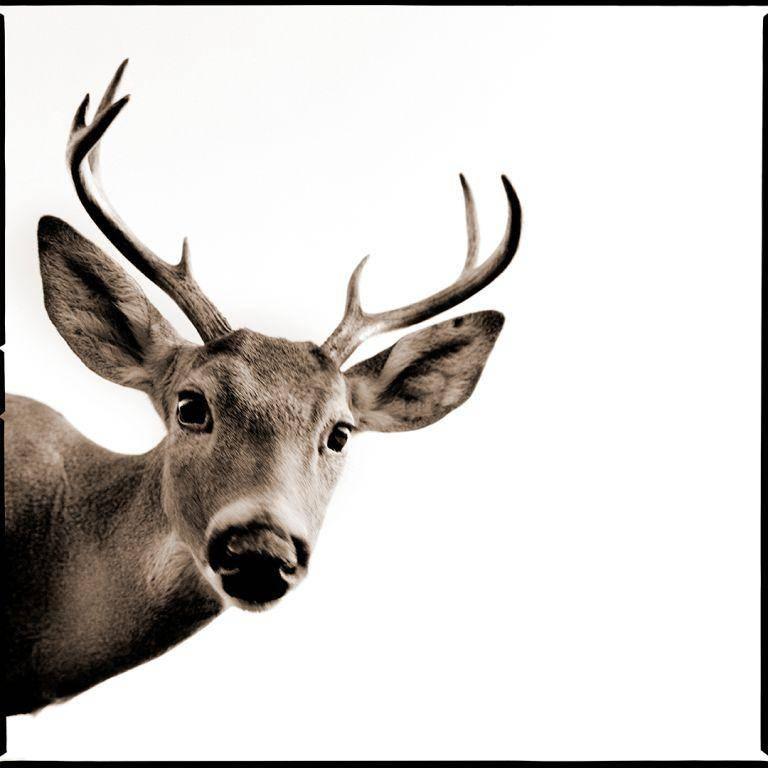 Nine Francois Black and White Photograph - Deer 2