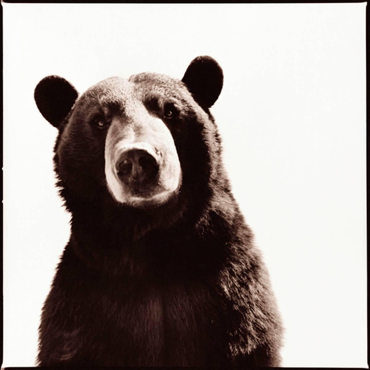 Nine Francois Black and White Photograph - Black Bear