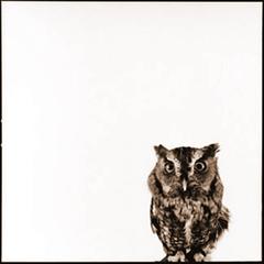 Owl 1