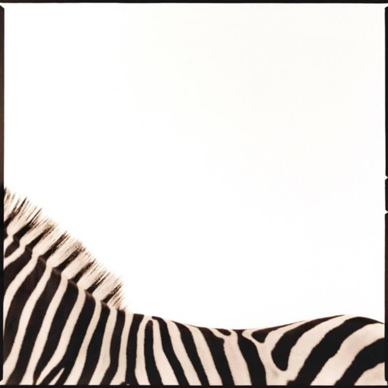 Black and White Photograph di Nine Francois - Zebra I