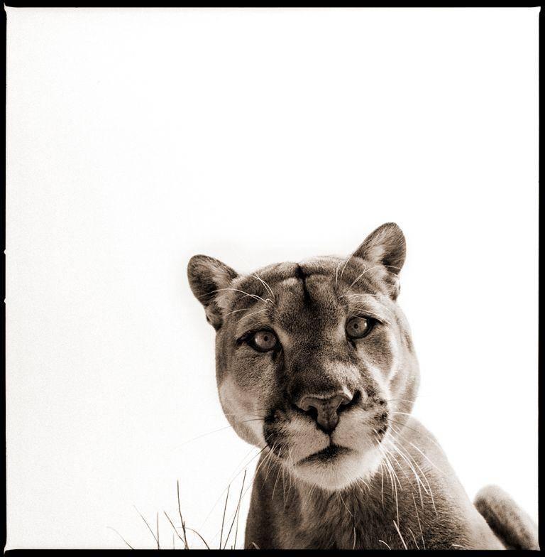 Nine Francois Black and White Photograph - Cougar 2