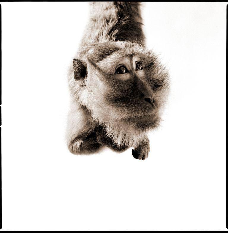 Nine Francois Black and White Photograph - Monkey 4