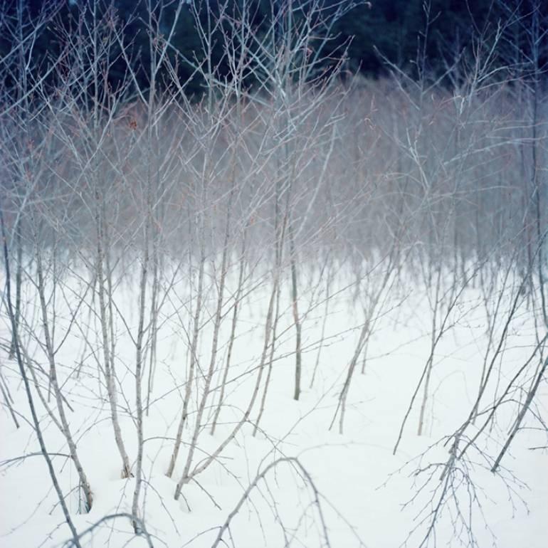 Debra Bloomfield Landscape Photograph – Wildnis, 34717-10-08