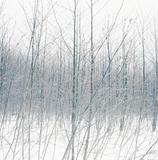 Wilderness, 38055-7-08