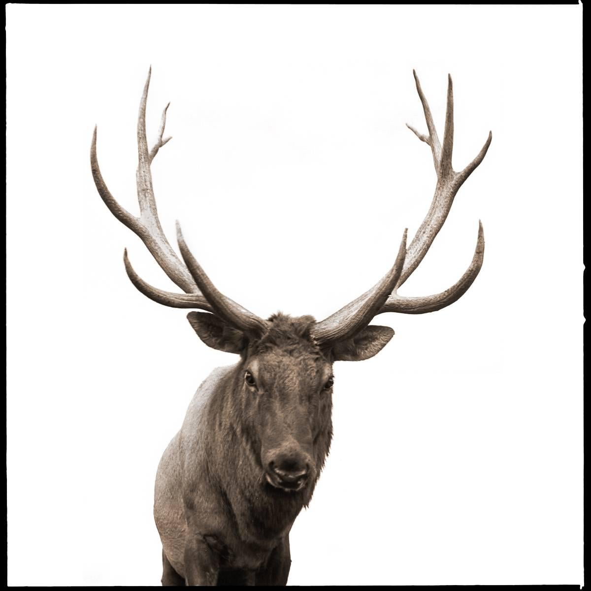 Nine Francois Black and White Photograph - Elk-I