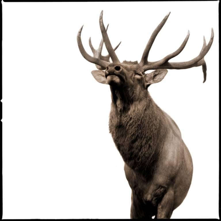 Nine Francois Black and White Photograph - Elk-II
