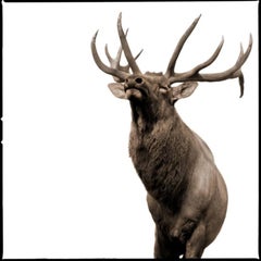 Elk-II