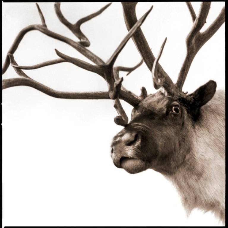 Nine Francois Black and White Photograph - Reindeer-I