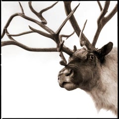 Reindeer-I.