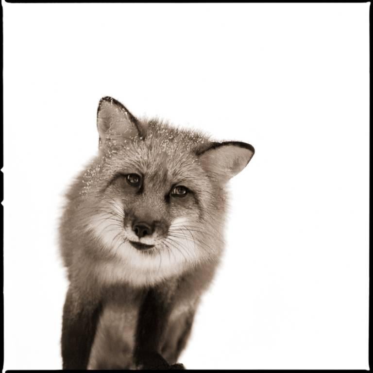 Black and White Photograph di Nine Francois - Volpe I+I