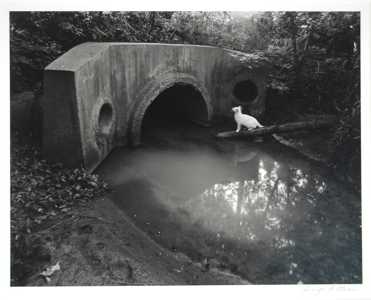 Black and White Photograph George Tice - Série Cat White, Iselin, NJ