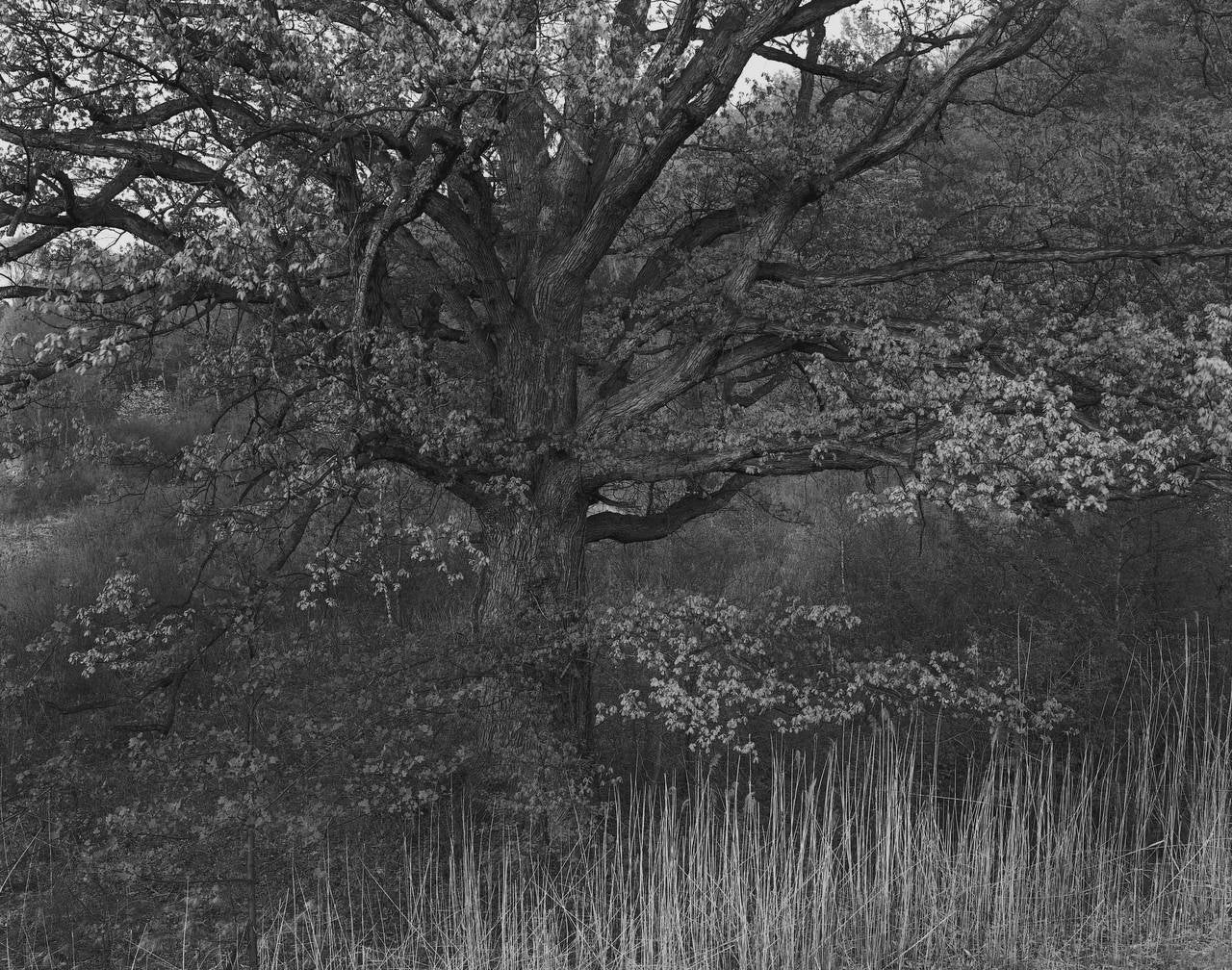 George Tice Black and White Photograph - Oak Tree, Holmdel, NJ
