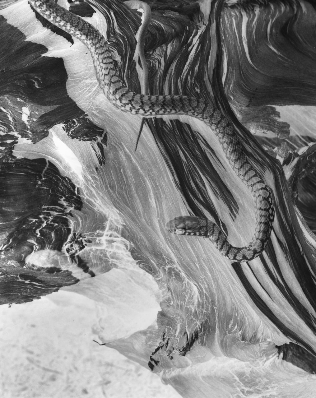 Imogen Cunningham Black and White Photograph - Snake (negative)