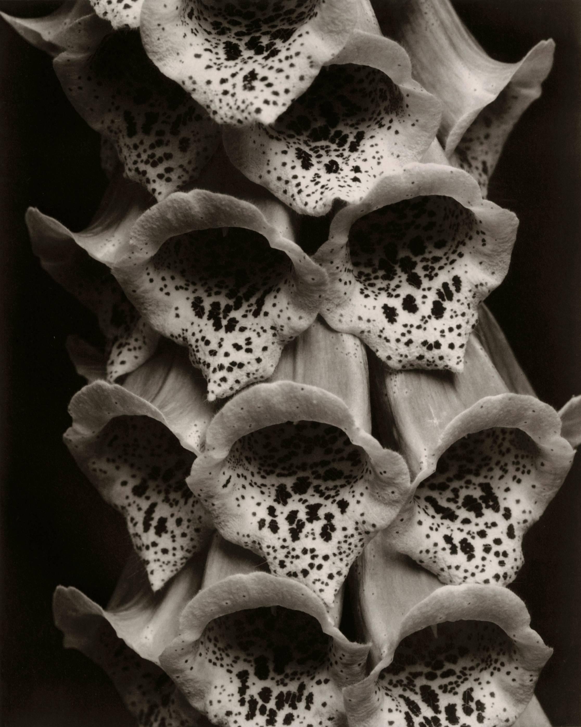 Edward Steichen Black and White Photograph - Foxgloves