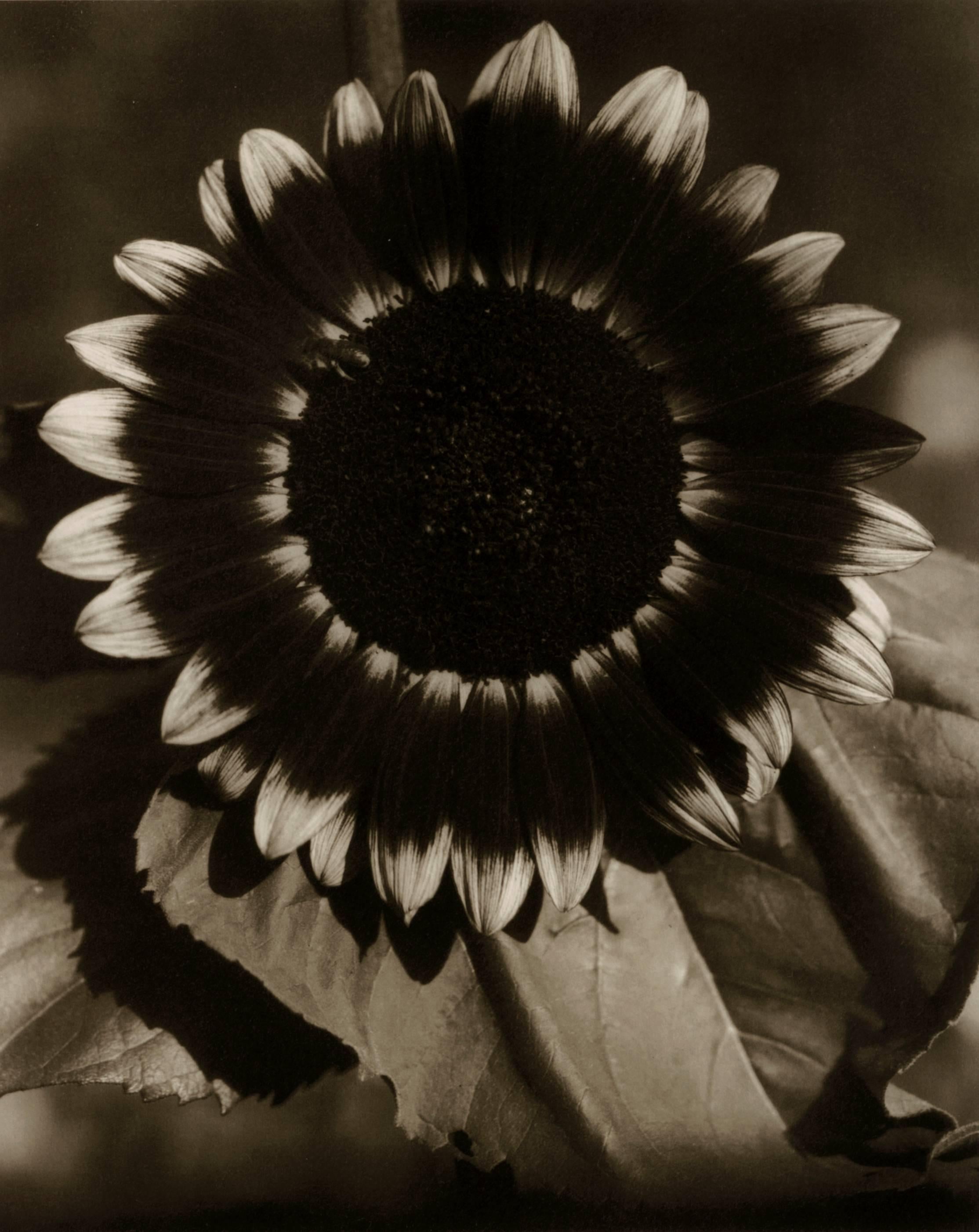 Edward Steichen Portrait Photograph - Bee on a Sunflower, Part of Series "Sunflowers from Seed to Seed"
