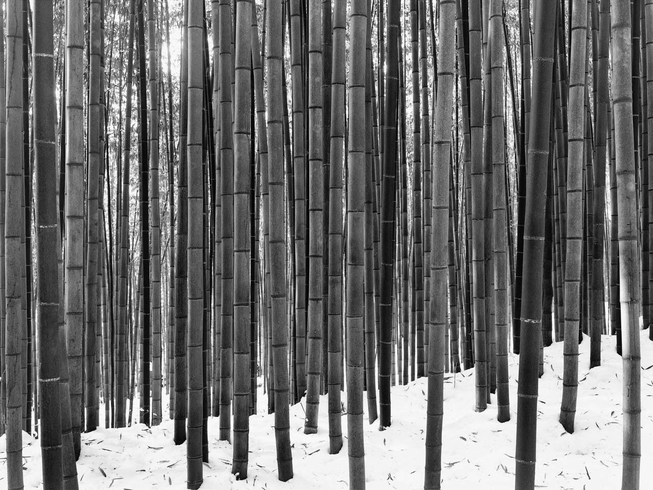 Black and White Photograph di Dae Soo Kim - A. Winter Light