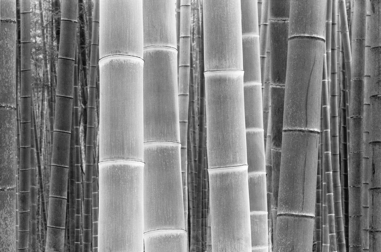 Dae Soo Kim Black and White Photograph - Colors of the Bamboo