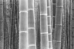 Couleurs du bambou