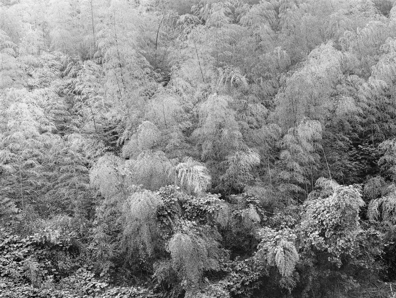 Dae Soo Kim Black and White Photograph – Wie der Garten von Eden