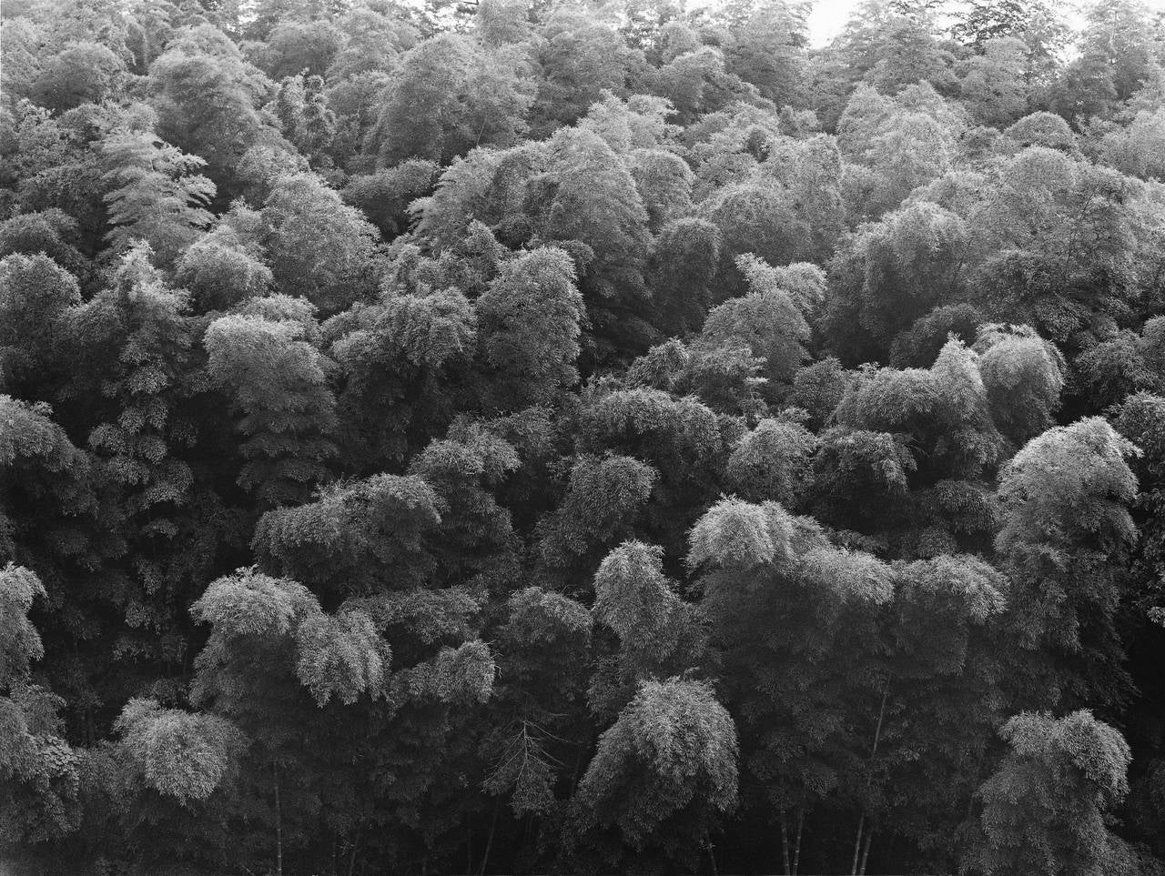 Black and White Photograph di Dae Soo Kim - Regno animale