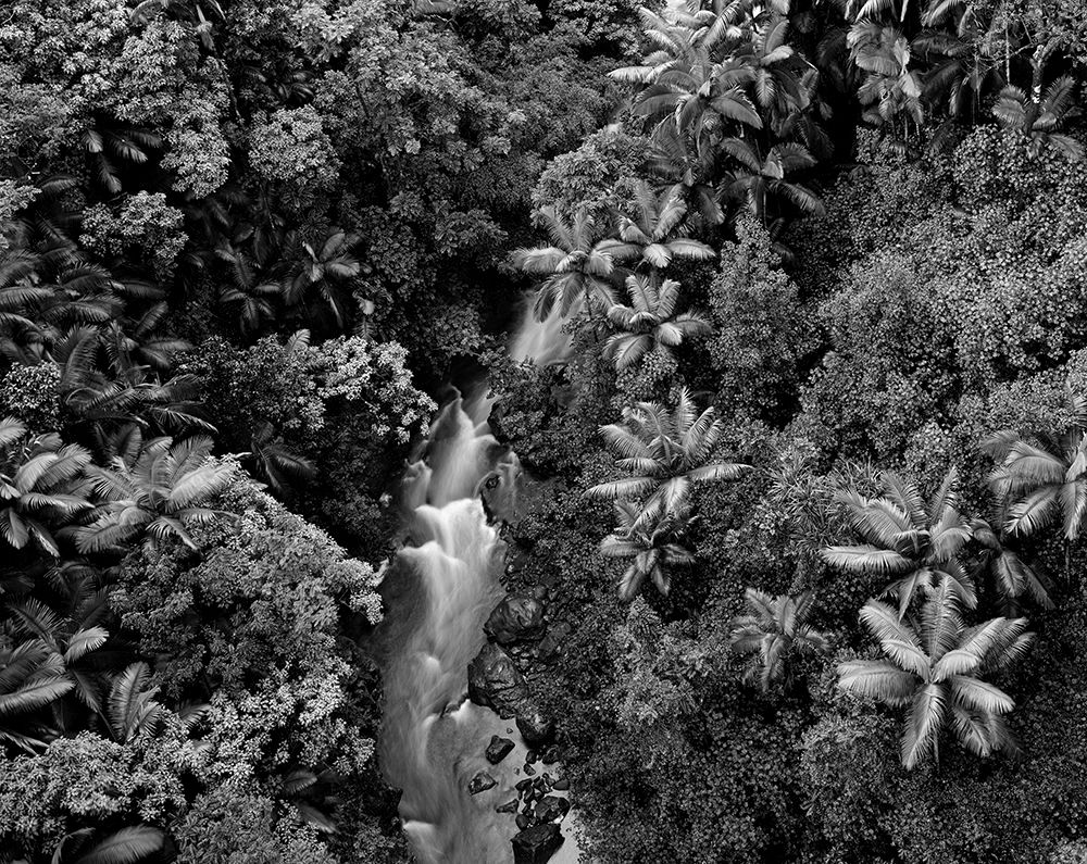 Stu Levy Landscape Photograph - Rainforest, Hawaii