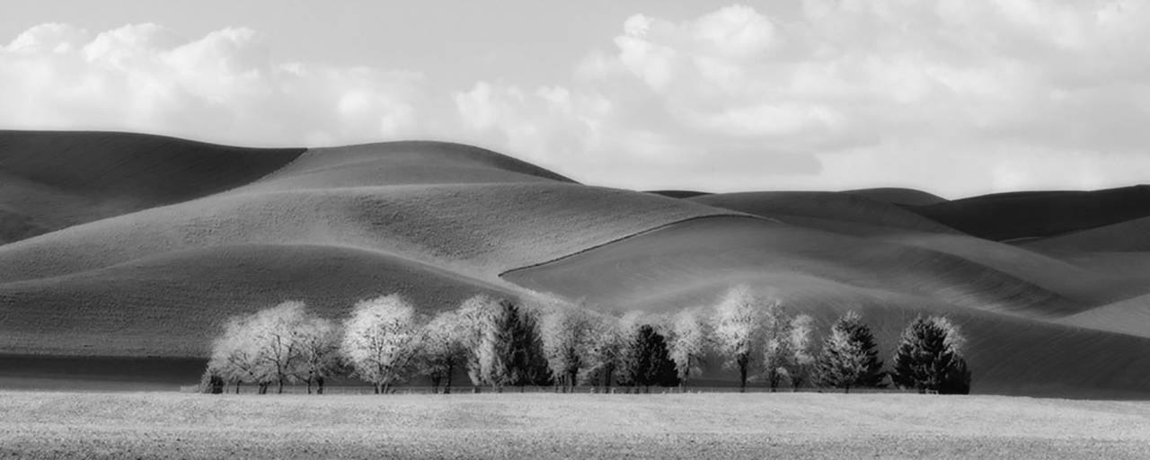 Brian Kosoff Black and White Photograph – Prescott-Bäume