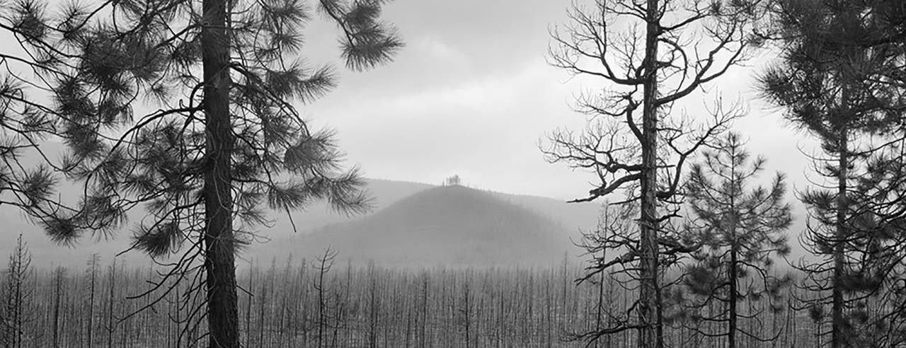 Brian Kosoff Landscape Photograph - Devil's Lake Forest