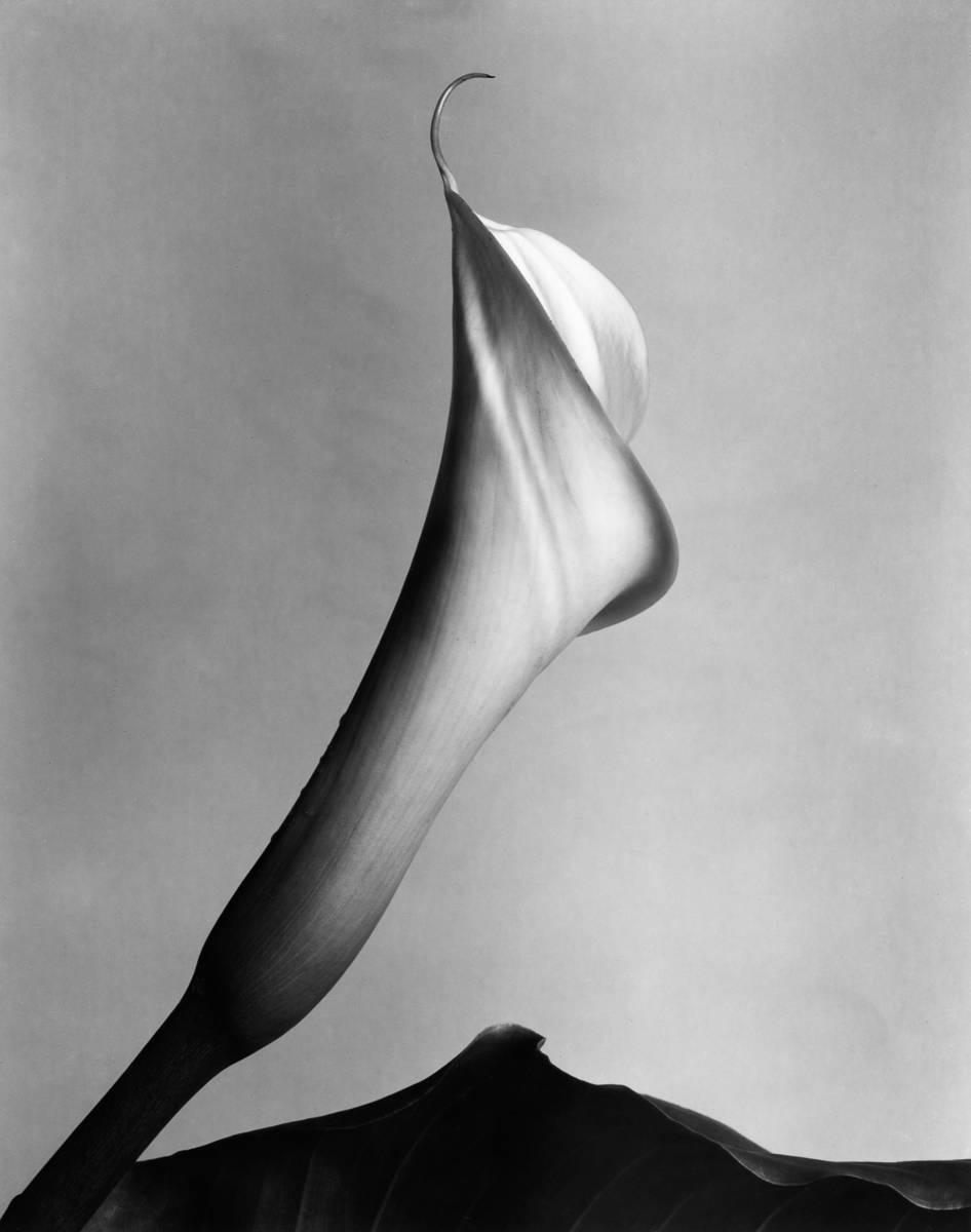 Calla Lilly with Leaf