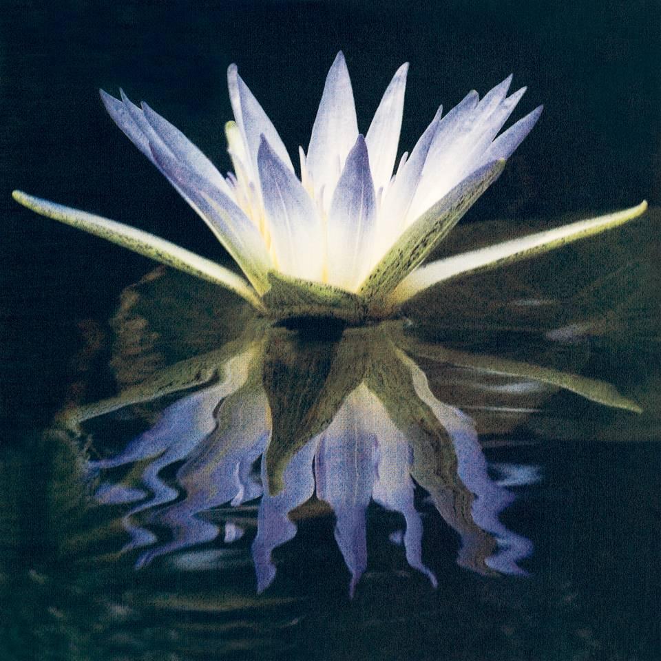 Blue Lotus of The Nile