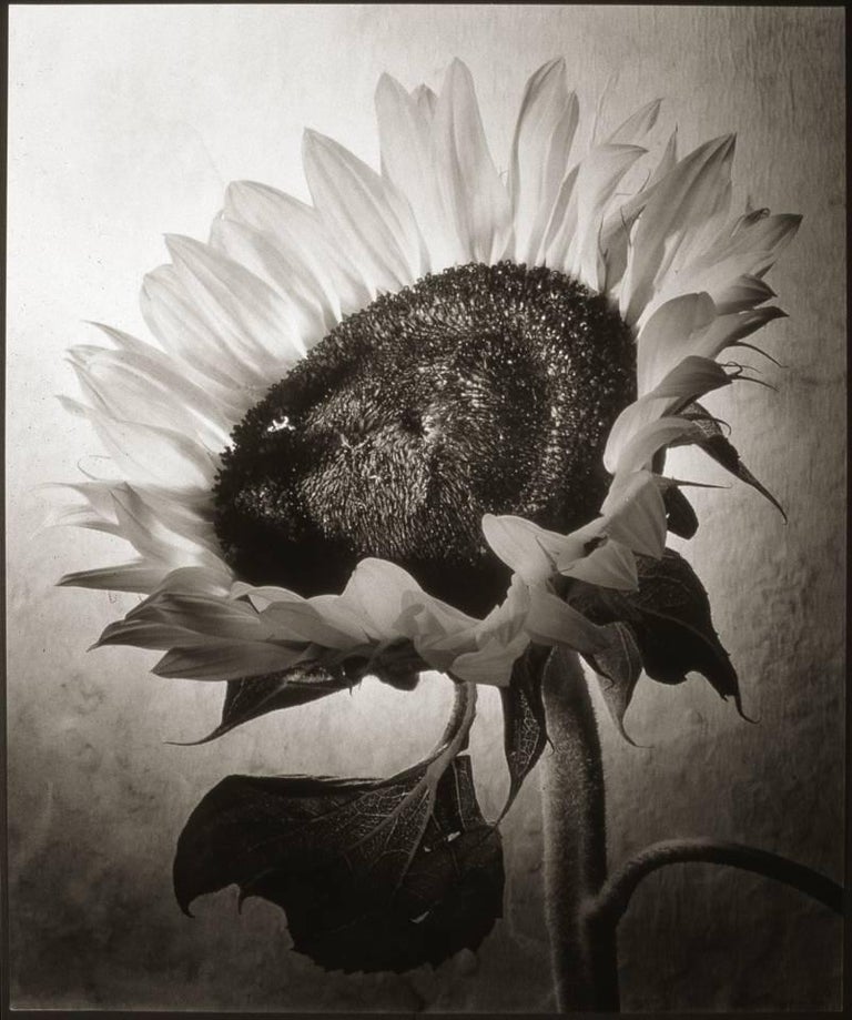 Cy DeCosse Black and White Photograph - Sunflower I