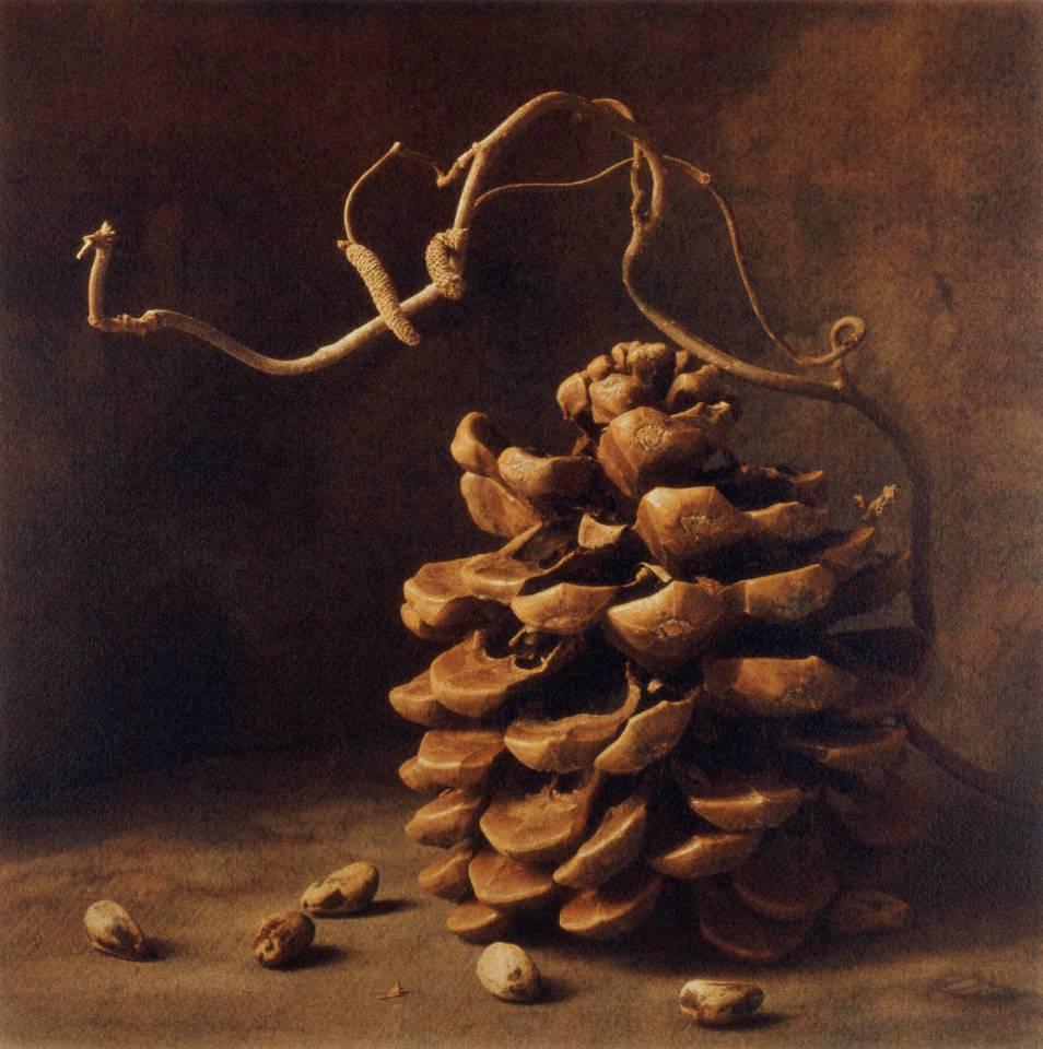 Cy DeCosse Still-Life Photograph - Winter Pine Nuts II