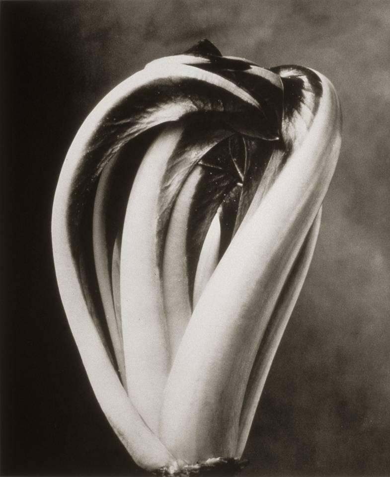 Cy DeCosse Black and White Photograph - Radicchio Trevisano