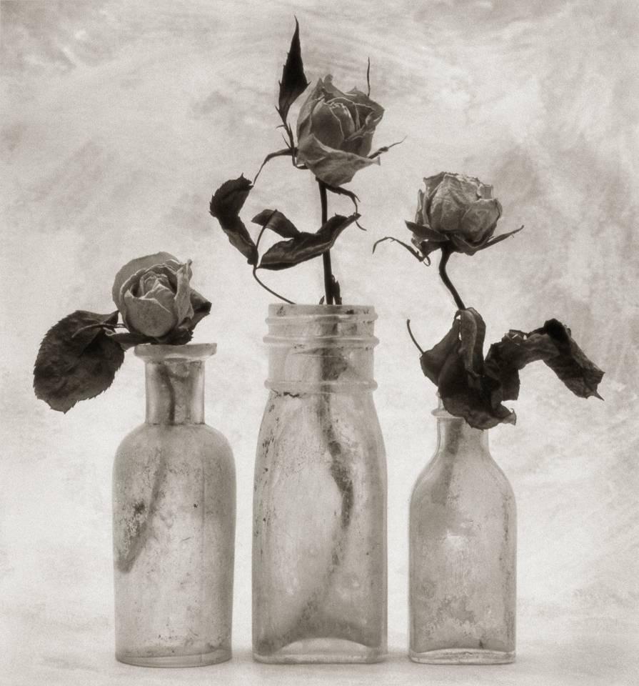 Cy DeCosse Black and White Photograph - Three Roses